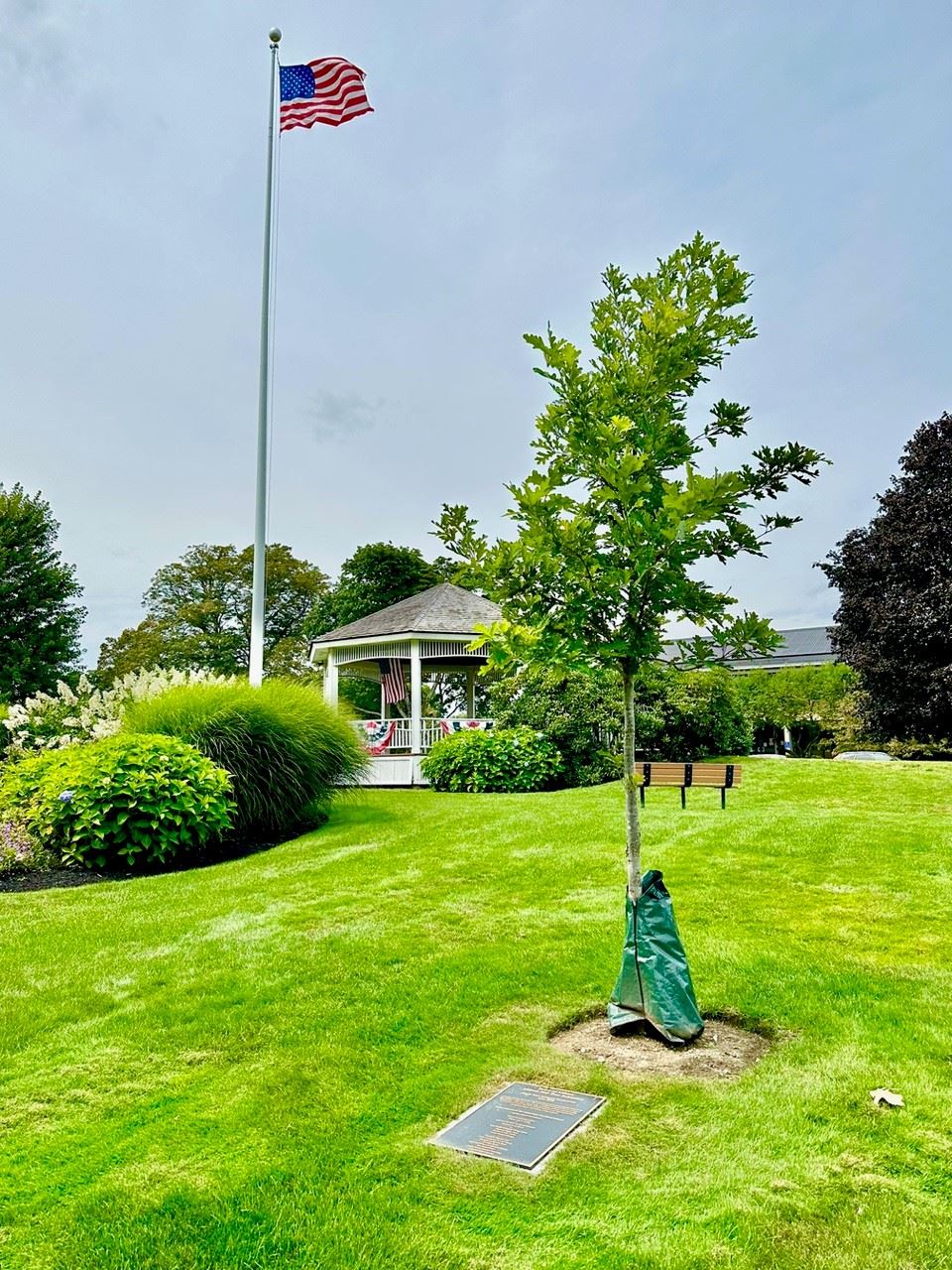 White Oak Planted at Milton's 360th Aniversary