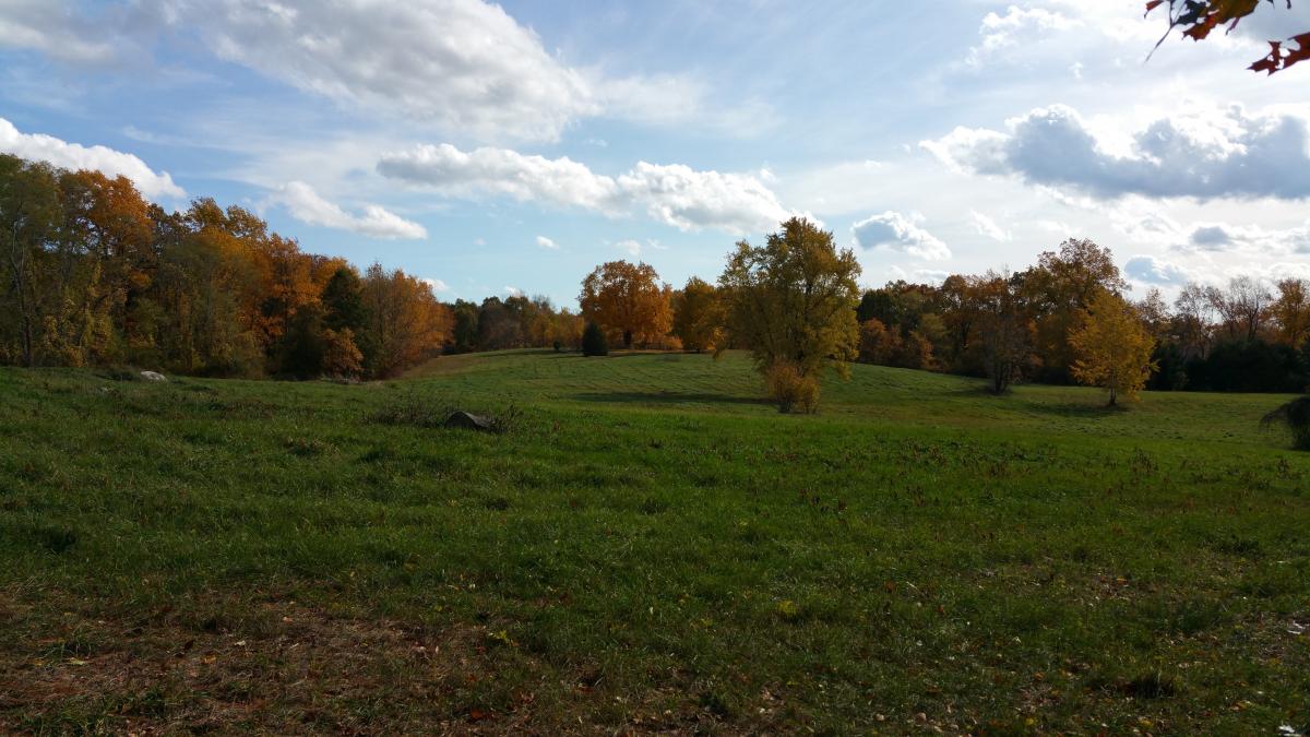 Field and Woods
